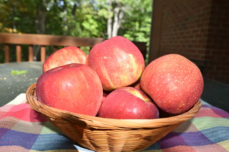 September's Blue Ridge Mountain Apple Profile: The Jonathan