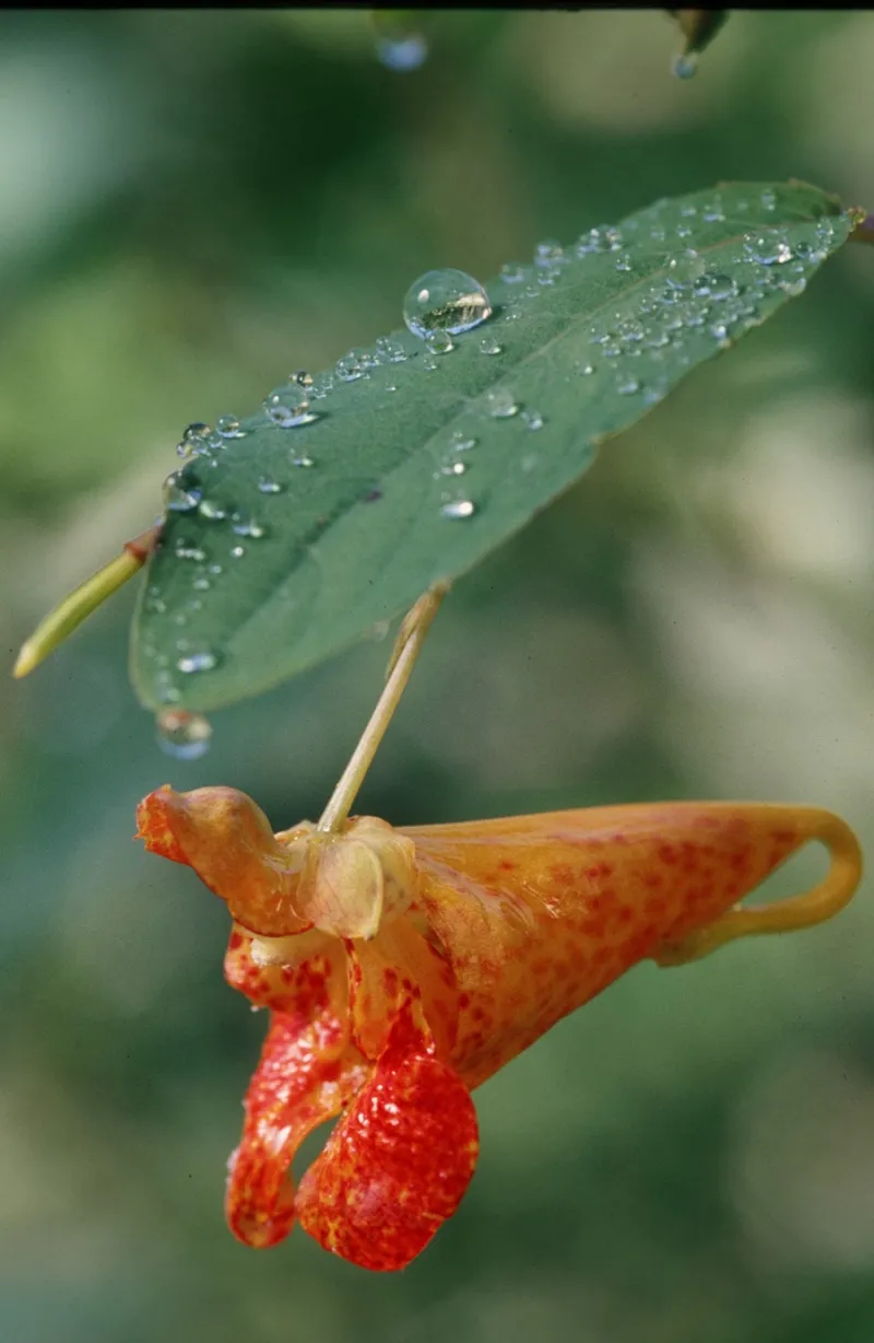 September's Mountain Wildflower: Spotted Jewelweed