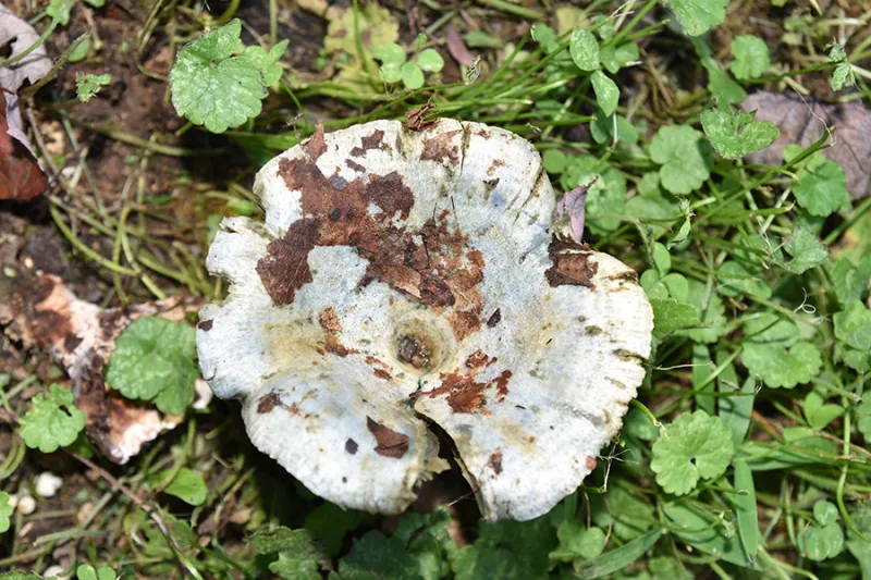 September's Wild Edible: Indigo Milk Caps