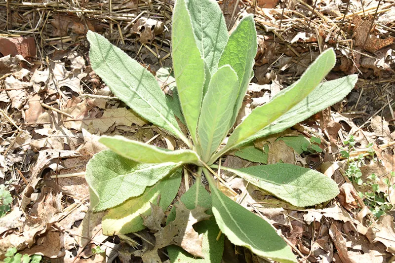 October's Wild Edible: Mullein