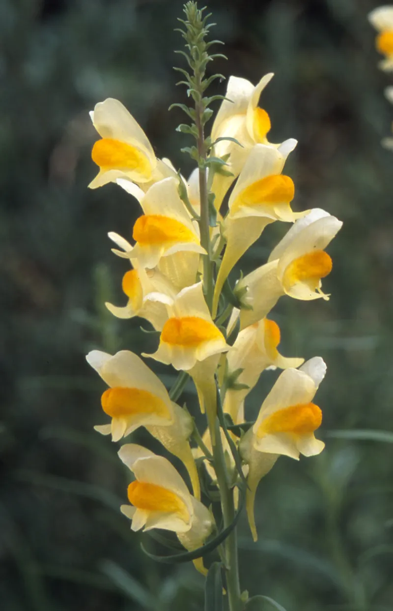 October's Mountain Wildflower: Butter-and-Eggs