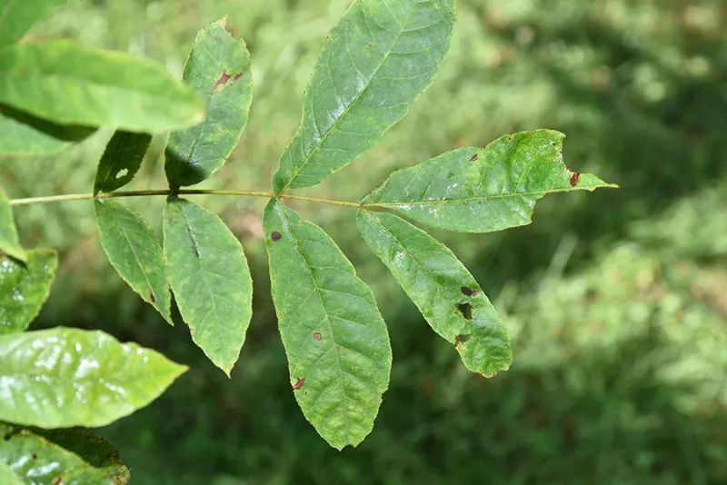 November's Wild Edible: Bitternut Hickory