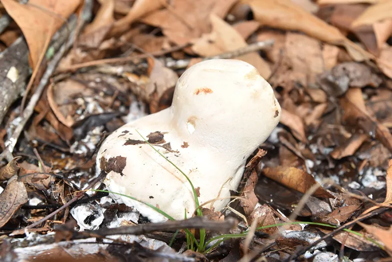 December's Wild Edible: Purple-Spored Puffball