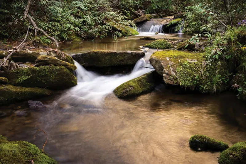 Conserving Carolina Reaches 50,000-Acre Milestone
