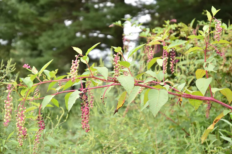 January's Wild Edible: Pokeweed