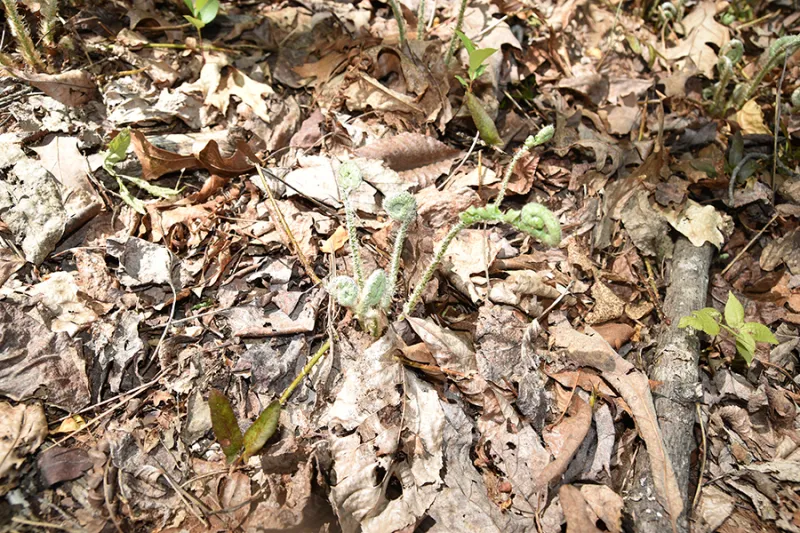 February's Wild Edible: Fiddlehead Ferns