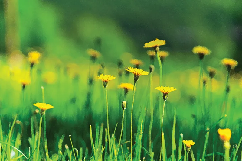 Spring Greens