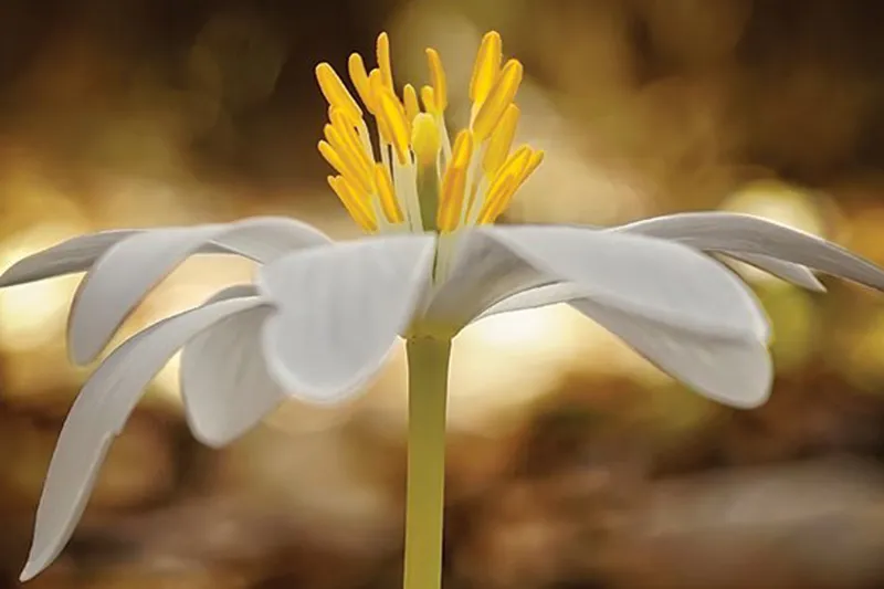 Scenes of Spring: A Photo Essay