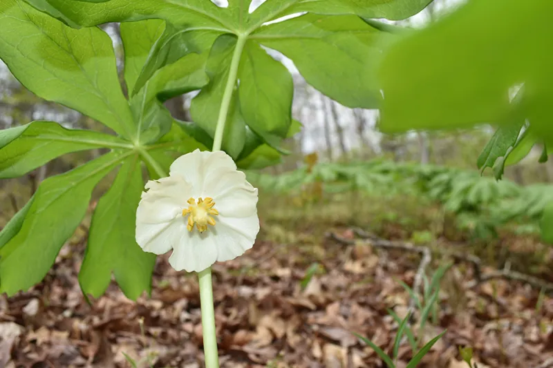 March's Wild Edible: May Apple