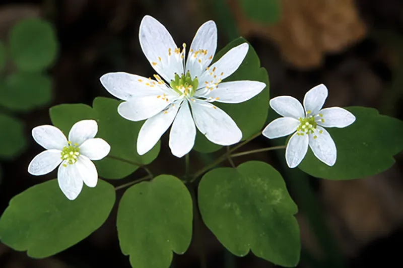 March's Mountain Wildflower: Rue Anemone