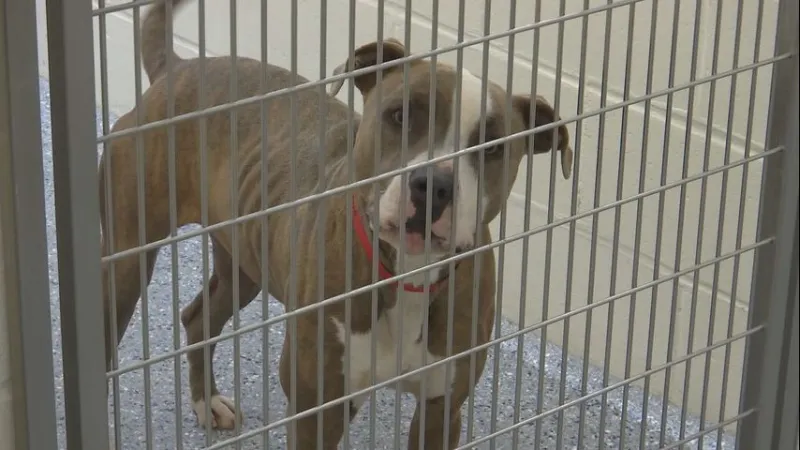 Baton Rouge animal shelter waives adoption fees for Empty the Shelters event