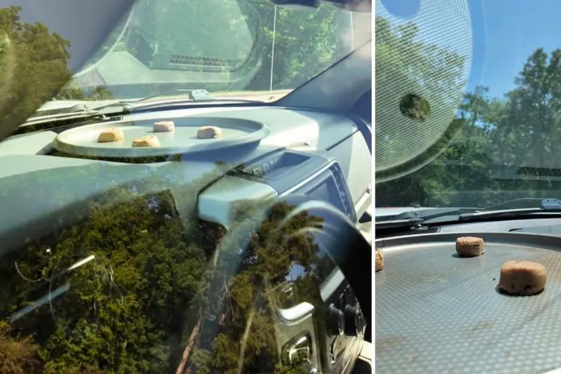 It's So Hot in Louisiana That Truck Dashboards Are Ovens