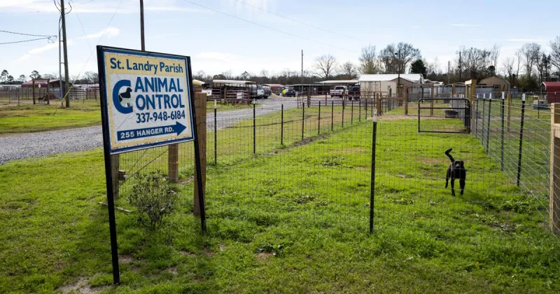 St. Landry Parish suspends animal control services, citing budget constraints