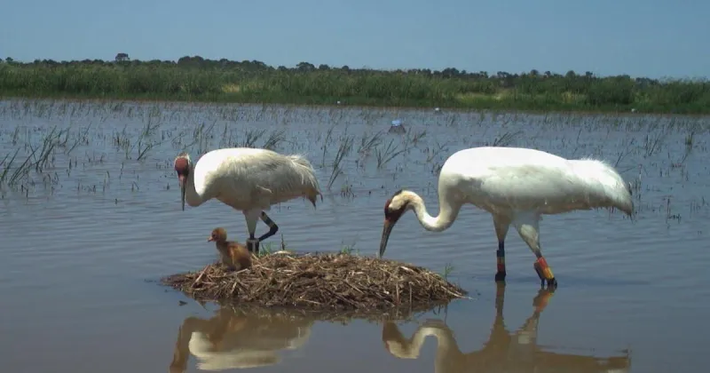 Louisiana whooping crane program sets record with 10 chicks fledged