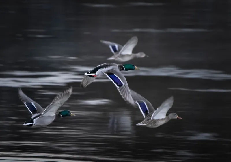 Score A Brand New 2026 Chevy Silverado In This Epic Louisiana Wildlife Raffle