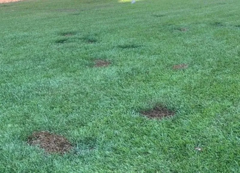 The Surprising Culprit Behind Those Dead Patches in Your Yard