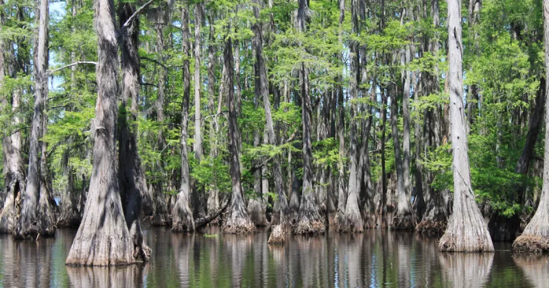 LDWF schedules drawdown of DeSoto Parish lake