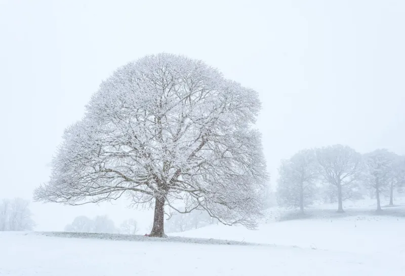 Louisiana Winter Forecast Calls for Cold and Wet Winter Season