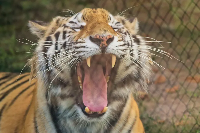 College Fight Songs Re-imagined - Have You Heard Hold That Tiger?