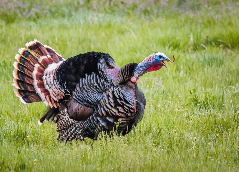 Three North Louisiana Men Face Serious Multi State Turkey Violations
