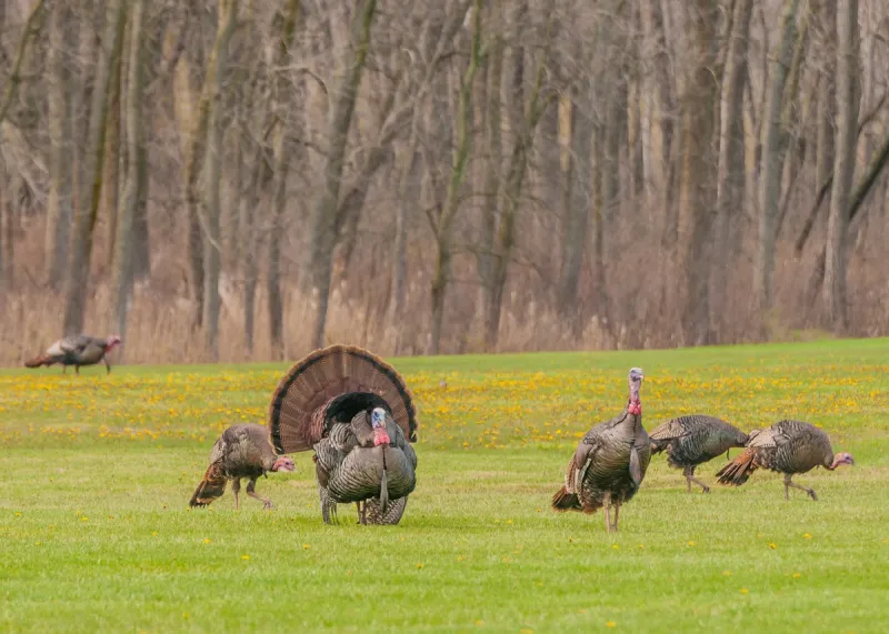 Louisiana Hunters Implicated in Multi-State Turkey Hunting Bust