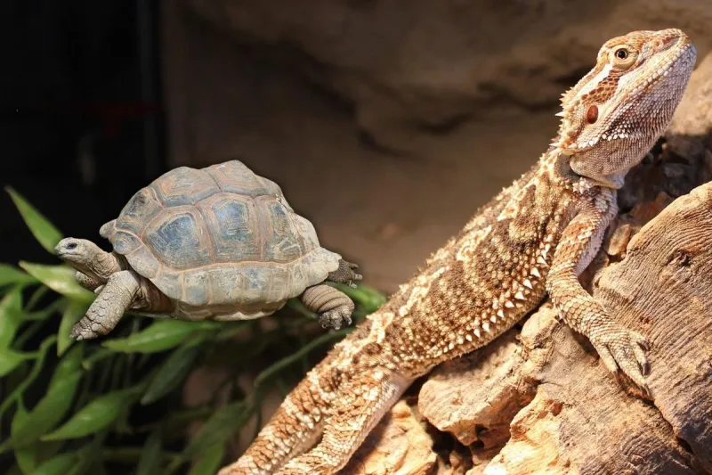 Thinking About Releasing a Pet into the Wild? Read This First