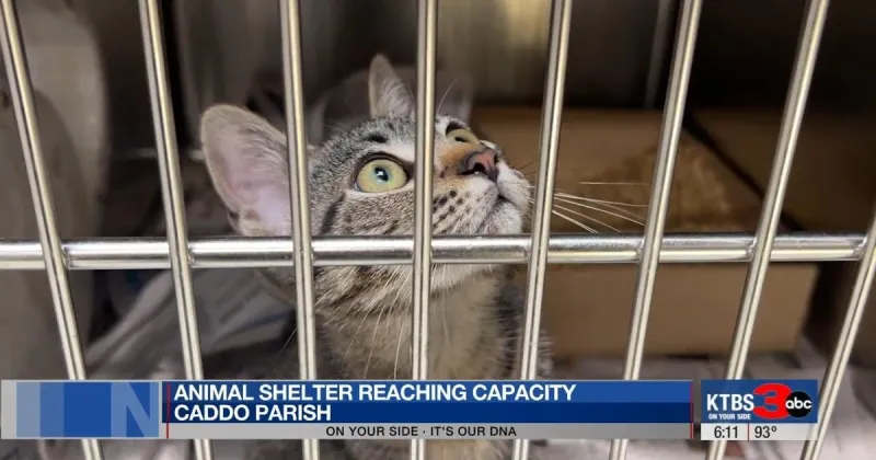 Caddo Parish Animal Shelter reaches capacity with more than 200 young animals