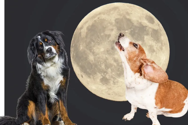 The Surprising Reason Full Moons Cause Late-Night Zoomies in Dogs