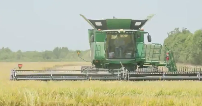 Louisiana rice farmers battle tight margins as next generation takes the wheel
