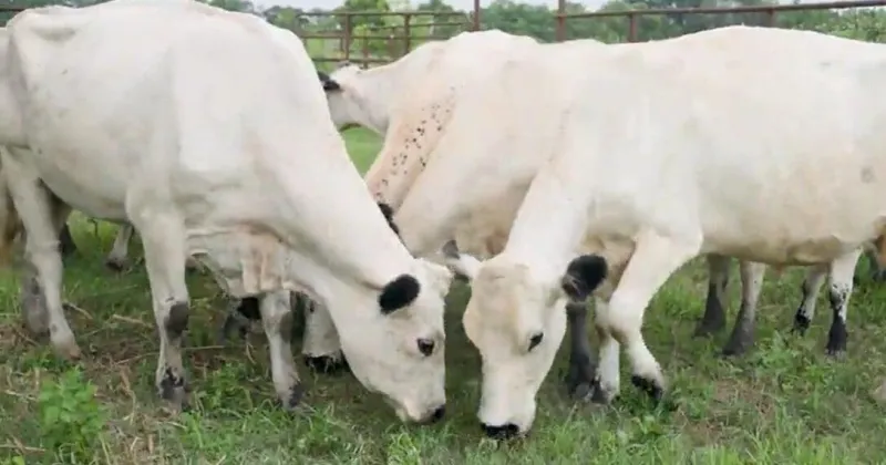 Beats the heat: How Louisiana farmers keep livestock safe during peak summer