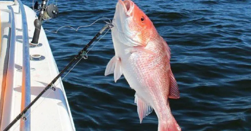 It's shark month; offshore anglers feeling the bite