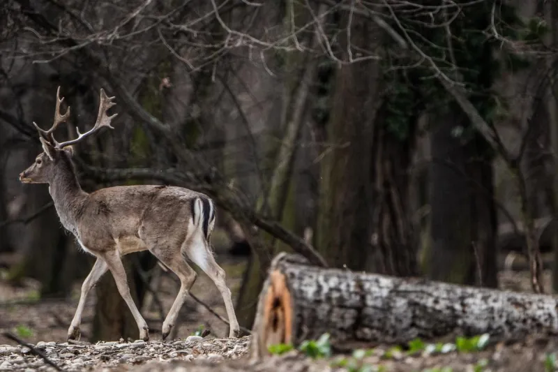 Louisiana Deer Season 2026-27: What Changed This Year