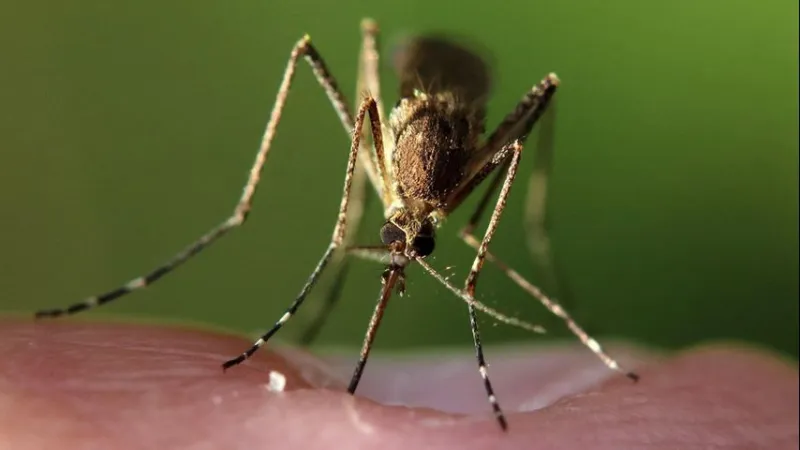 West Nile Virus detected in West Baton Rouge Parish mosquito sample