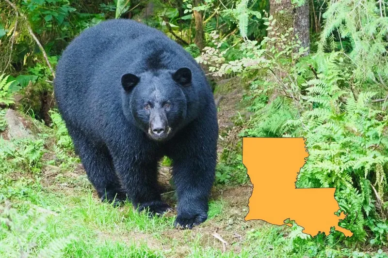 Everything You Need To Know About The 2026 Louisiana Bear Lottery