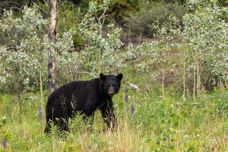 Louisiana Black Bear Hunting Lottery Applications Open Now