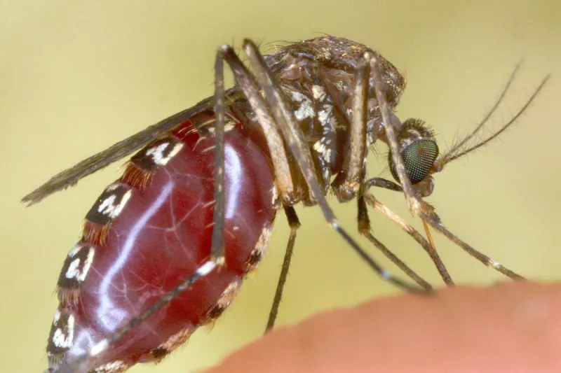 What Parts of Louisiana Have More Positive West Nile Tests in Mosquitoes