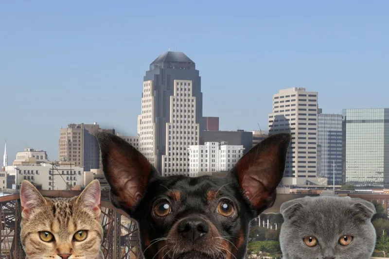 How to Get Your Pet Fixed for Free in Shreveport-Bossier
