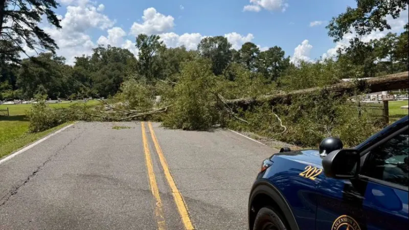 Fallen tree blocks Highway 933 at James Weams Road in Prairieville
