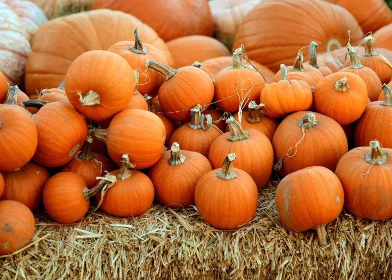 Pumpkin Patches, Corn Mazes, and Fall Fun in Shreveport-Bossier