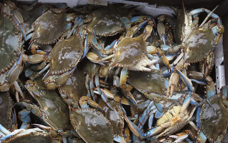 Where to Get Great Crab Dishes in Lafayette