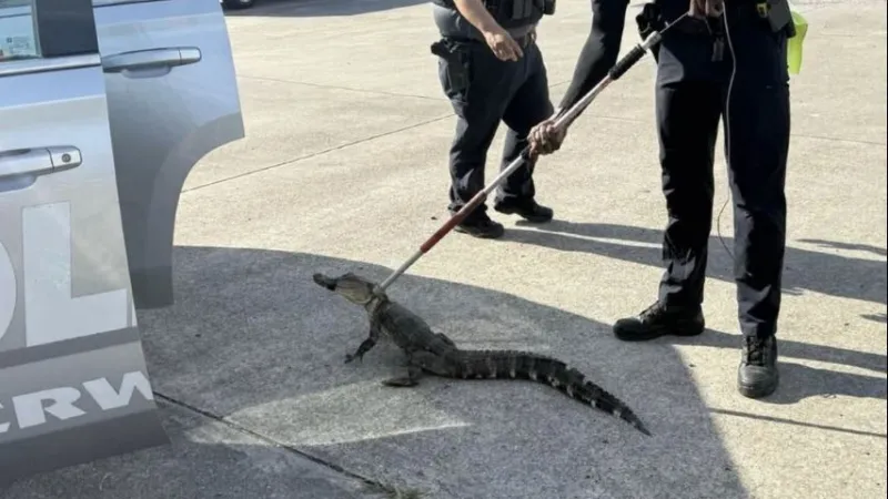 Alligator removed from Berwick High School