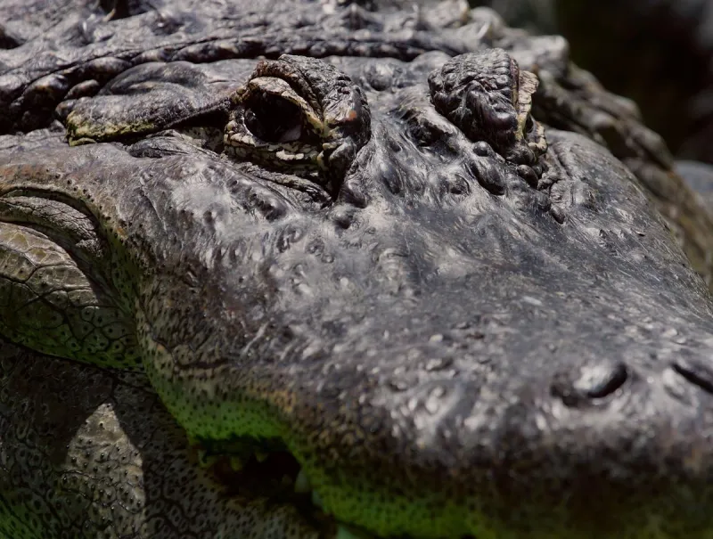 Jennings Police Pull Large Alligator From Swimming Pool