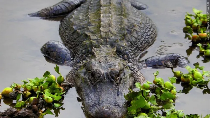 Louisiana recreational alligator hunting lottery opens Thursday