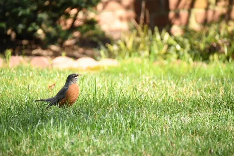Extreme Temperatures Tame Birds, Fewer Showing Up in Yards