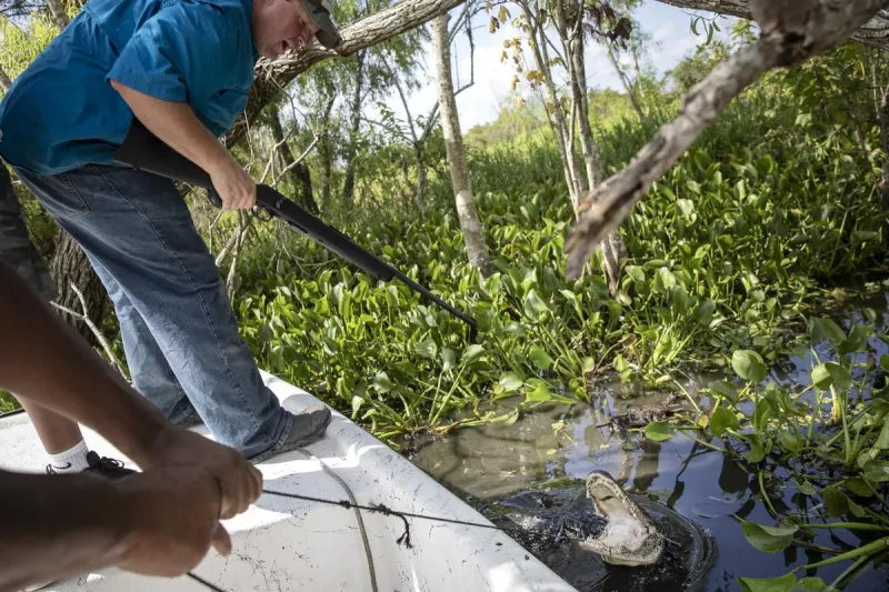 Louisiana's Recreational Alligator Hunting Lottery Opens Aug. 20