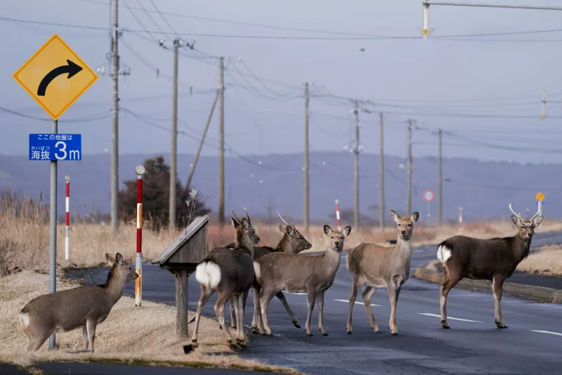 10 Animals That Cause the Most Vehicle Crashes in Louisiana