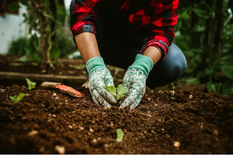 It's Time to Start Your Louisiana Fall Garden