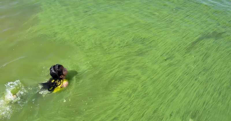Louisiana residents warned to avoid Henderson Lake as blue-green algae bloom is detected