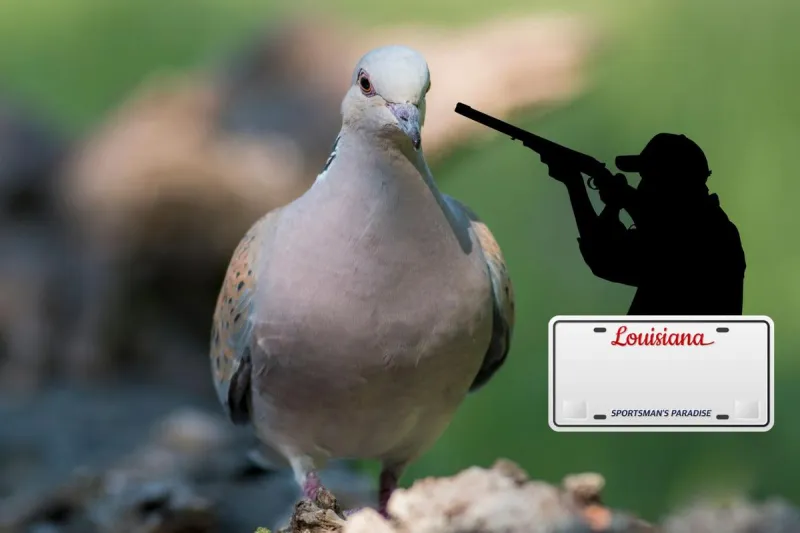 Where Hunters Can Find Free Public Dove Fields in Caddo and Bossier