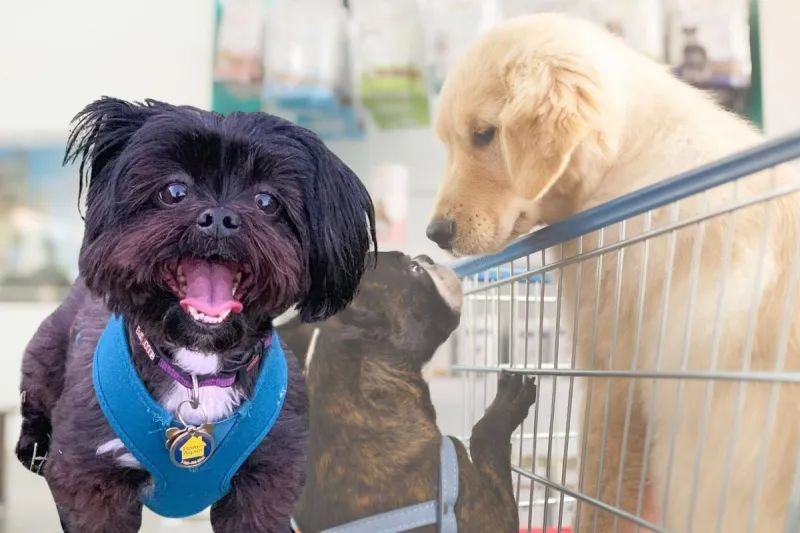 11 Major Retailers That Welcome Leashed Pets